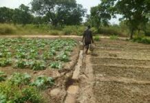 Agriculture: Challenging the market gardening model that led to the success of market gardening in Burkina Faso