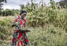 Africa to regain its food sovereignty